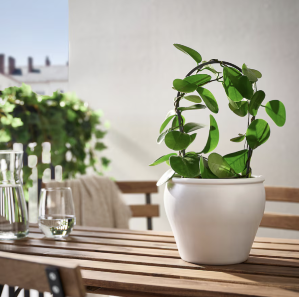 Elegant White Ceramic Pot for Mini Plants - Image 3